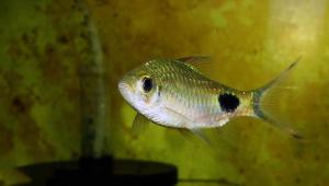 prodtmpimg/1513161834894_-_time_-_41-1.Dawkinsia-filamentosa.jpg