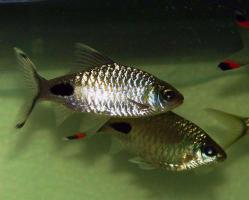 prodtmpimg/15131618349507_-_time_-_41-2.Dawkinsia-filamentosa.jpg
