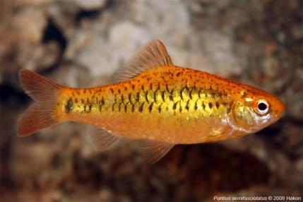 Барбус Шуберта (Puntius semifasciolatus) 3,5 - 4 см