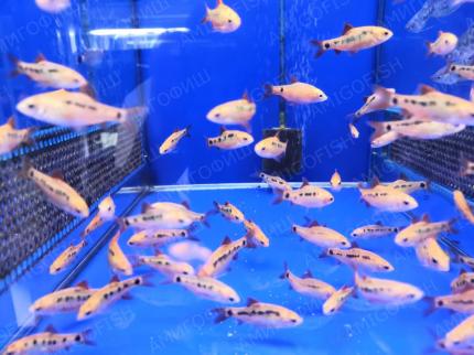 Барбус Шуберта (Puntius semifasciolatus)