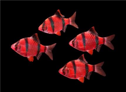 Барбус Суматранский GloFish Рубиновый
