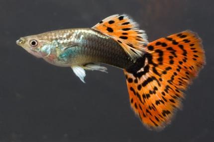Гуппи Гвоздика (Poecilia Reticulata) Московское разведение  - самцы 3 - 4 см