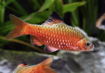 Барбус огненный (Puntius conchonius)