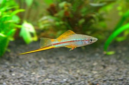 Меченосец Зеленый  Разводной(Xiphophorus Helleri)