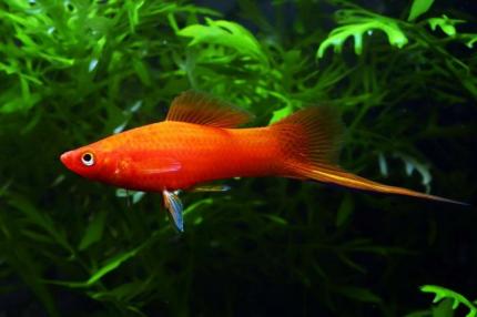 Меченосец Красный (Xiphophorus hellerii var Red)