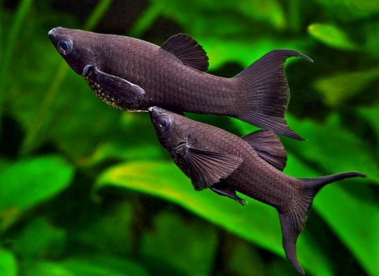 Моллинезия Лира Черная (Mollienesia, Poecilia) 3 см