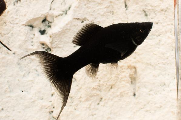 Моллинезия Лира Черная (Mollienesia, Poecilia)