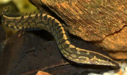 Мастацембел Арматус (Mastacembelus Armatus)
