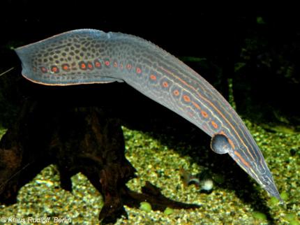 Мастацембел Краснополосый (Mastacembelus Erithrothaenia)-наличие, размеры и цена подтверждается