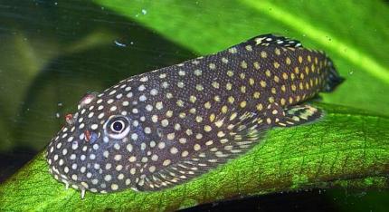 Гастромизон Пунктулатус, псевдоскат (Gastromyzon punctulatus)