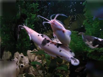 Сом Клариас Пятнистый (Clarias Batrachus) 5 - 6 см