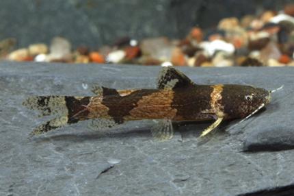Сомик Микрогланис пчёлка (Microglanis Iheringi)
