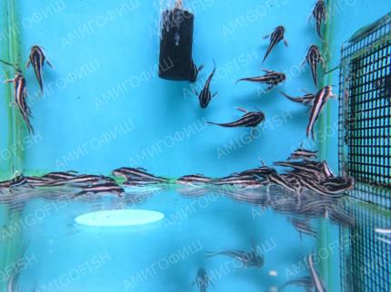Сомик Платидорас (Platydoras sp.) 