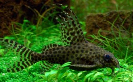 Сомик Синодонтис Вуалевый (Synodontis Eupterus)