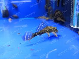Сом Парчевый (Pterygoplichthys Gibbiceps)