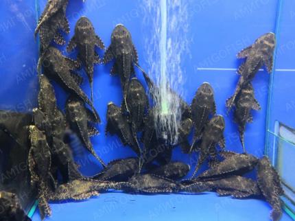 Сом Парчевый (Pterygoplichthys Gibbiceps)