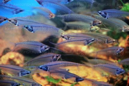 Сом Стеклянный (Kryptopterus vitreolus)