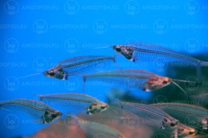 Сом Стеклянный (Kryptopterus vitreolus)