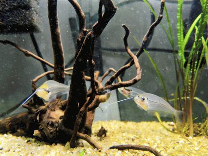 Сом Стеклянный (Kryptopterus vitreolus)
