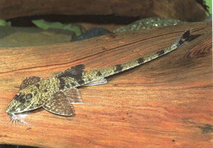 Сом Лорикария Королевская Своя (Loricaria Lata F1 Peru)
