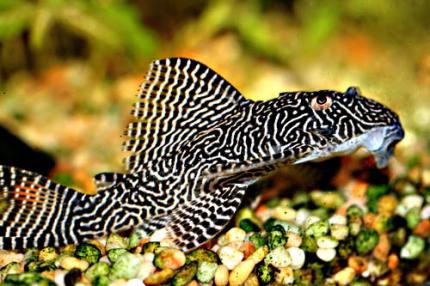 Сом Королева Арабеска (Queen Arabesque Pleco) или Номерной сом L 260 (Hypancistrus Sp)