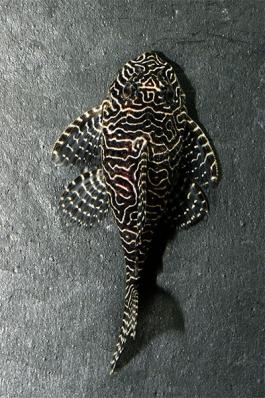 Сом Королева Арабеска (Queen Arabesque Pleco) или Номерной сом L 260 (Hypancistrus Sp)