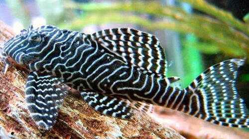 Сом Королева Арабеска (Queen Arabesque Pleco) или Номерной сом L 260 (Hypancistrus Sp)