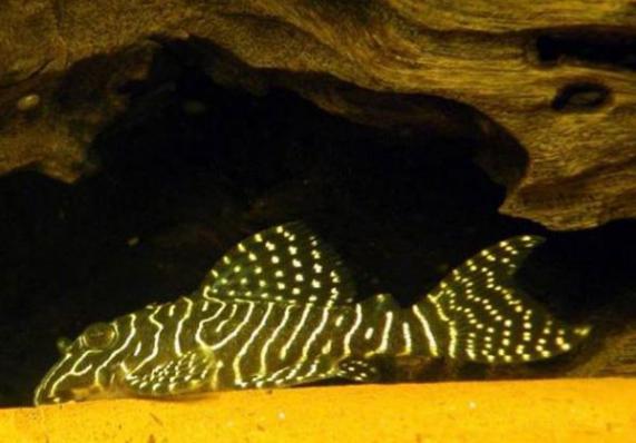 Сом Королева Арабеска (Queen Arabesque Pleco) или Номерной сом L 260 (Hypancistrus Sp)