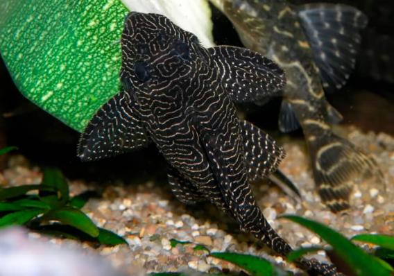 Сом Королева Арабеска (Queen Arabesque Pleco) или Номерной сом L 260 (Hypancistrus Sp)