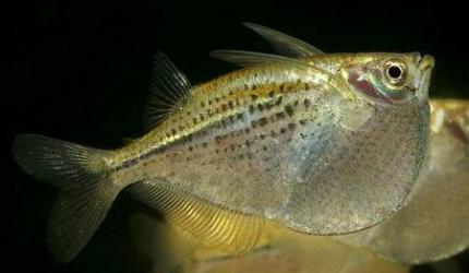 Клинобрюшка Стерникла (Gastropelecus Sternicla)
