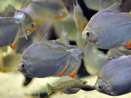 Метиннис (Metinnis Hypsauchen)