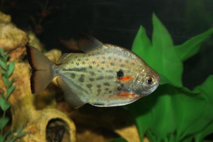 Метиннис  Пятнистый (Metinnis  Maculatus)