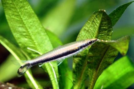 Наностомус Однополосый (Nannostomus Unifasciatus)