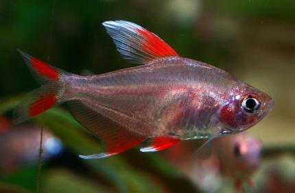 Орнатус белоплавничный (Hyphessobrycon bentosi var. White Fin)