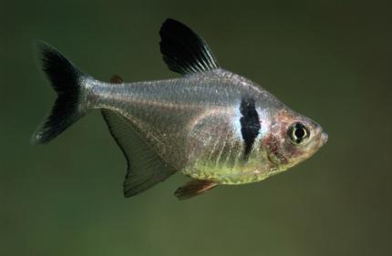 Орнатус Черный (Hyphessobrycon megalopterus)