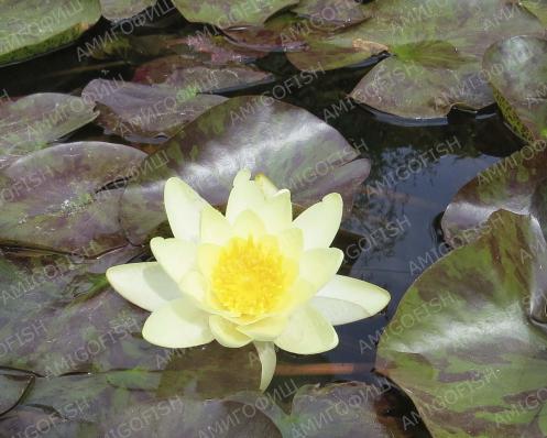 Нимфея Марлиацея Хромателла (Nymphaea Marliaceae Chromatella) делёнка (фрагмент корневища с почками) Жёлтый