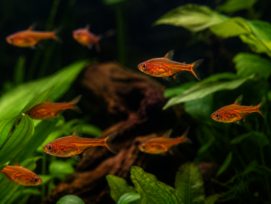 Тетра Аманды (Hyphessobrycon Amandae)