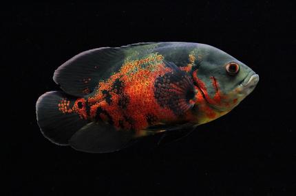 Цихлида Астронотус тигровый  (Astronotus Ocellatus)
