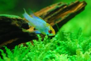 prodtmpimg/15156797146648_-_time_-_1433339207_microgeophagus-ramirezi-electric-blue-3.jpg