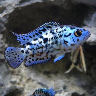 Цихлазома Блю Демпси (Rocio octofasciata Blue Jack Dempsey) 