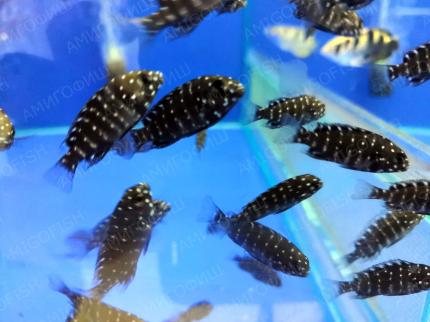 Трофеус звездчатый (Tropheus Duboisi)