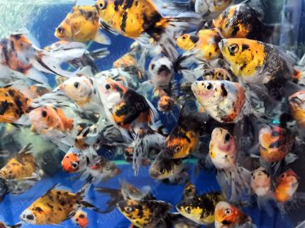 Золотая рыбка Риукин Ситцевый (Ryukin Goldfish var. Calico) 3,5 - 4 см