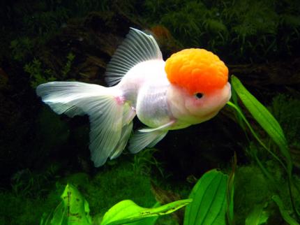 Оранда Красная Шапочка (Carassius Auratus)