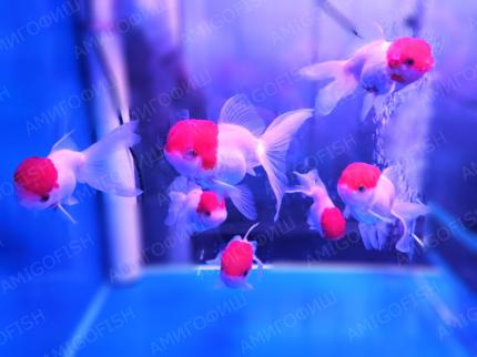 Золотая рыбка Оранда Красная Шапочка (Carassius gibelio forma auratus)  4,5 - 5 см