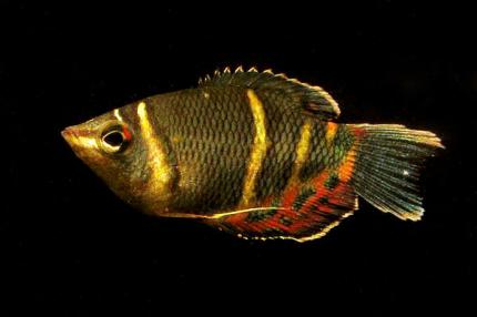 Гурами Шоколадный (Sphaerichthys osphromenoides)
