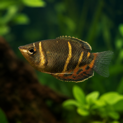Гурами Шоколадный (Sphaerichthys osphromenoides)