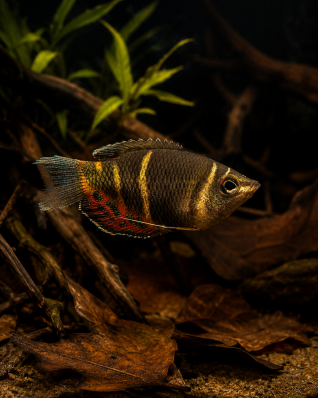 Гурами Шоколадный (Sphaerichthys osphromenoides)