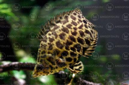 Ктенопома Леопард (Ctenopoma Acutirostre)- размеры в наличии подтверждаются
