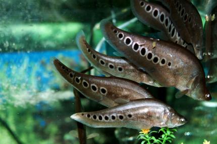 Индийский нож, Хитала Орната (Chitala ornata)