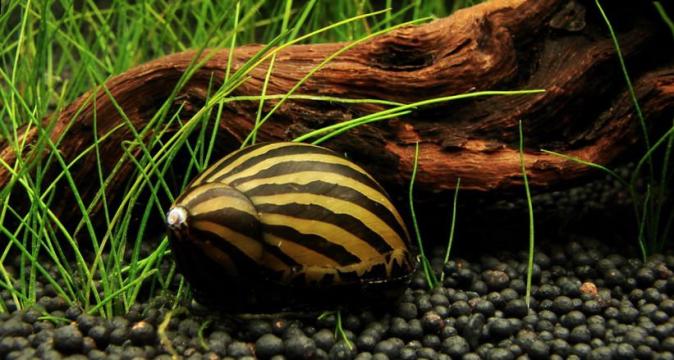 Улитка Неретина Зебра (Neretina Sp)  недорого купить с доставкой в магазине Амигофиш